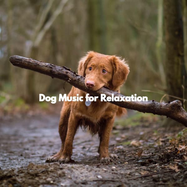 Dog Music for Relaxation - Musica de Trabajo Musica De Fondo