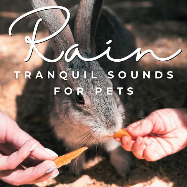 Paws in the Rain: Tranquil Sounds for Pets - Raining for Calm Pets