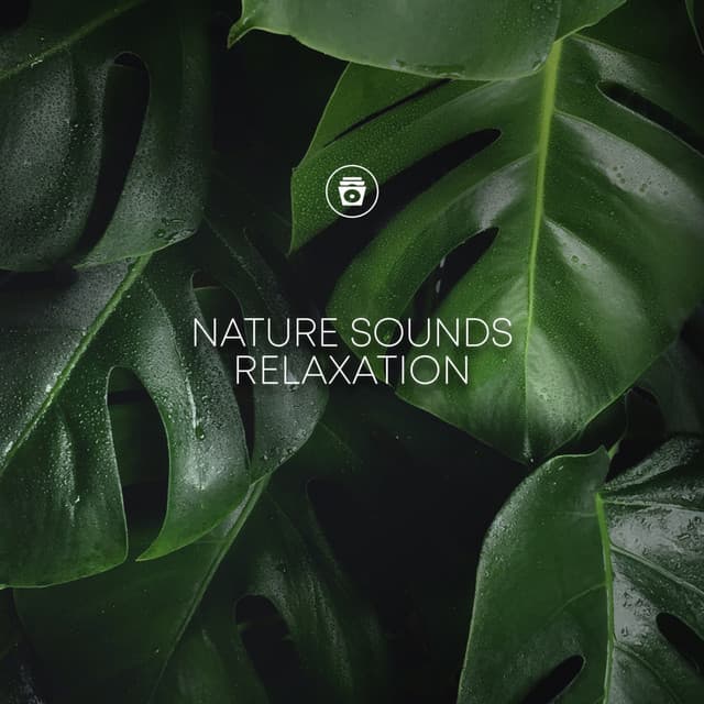 Nature Sounds Relaxation - Rain Sounds Nature Collection