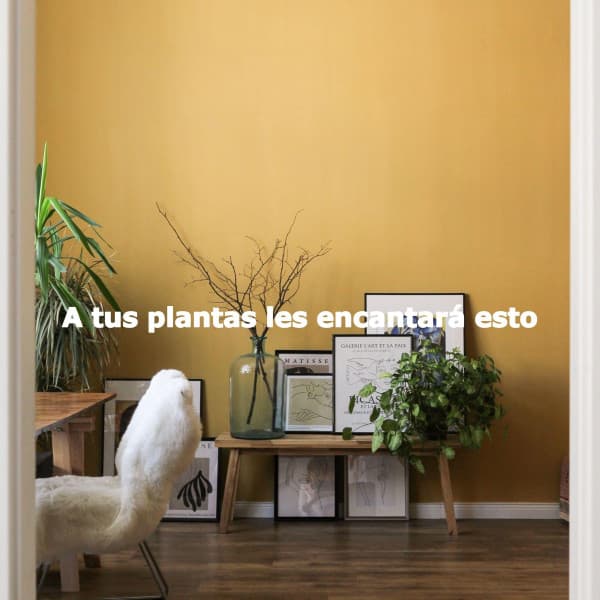 Musica Rilassante Mattutina Orchestra