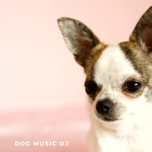Comfort Music For Dogs - Dog Music DJ