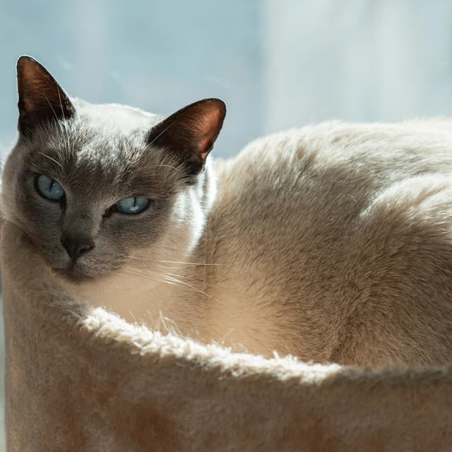 Calming Music for Cats: Peaceful Tunes - Calming Music Ensemble