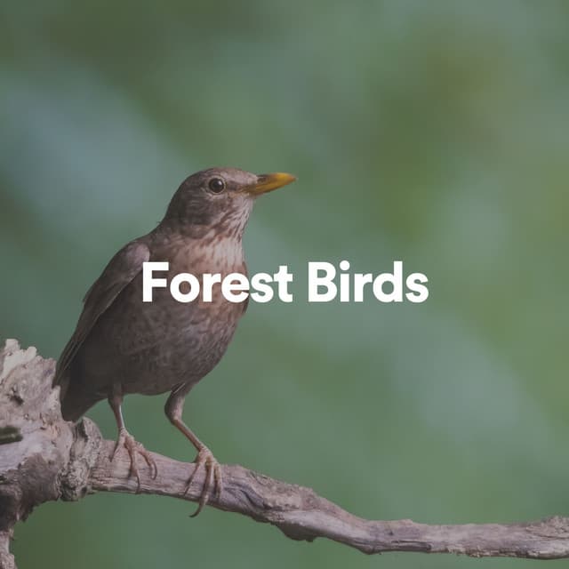 Forest Birds - Forest Sounds