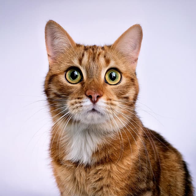 Música Para Gatos: Melodías Suaves Para La Gracia - Música a la hora del almuerzo