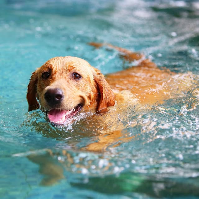 Water's Retreat: Ambient Bird Tones for Pet Relaxation - Swedish-Bird-Sounds