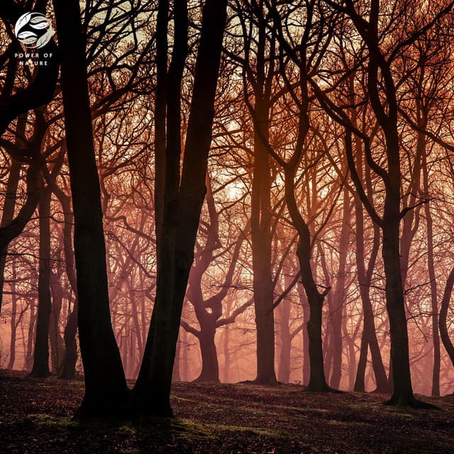 Mystic Forest's Echoing Melodies - Mother Nature Ambience