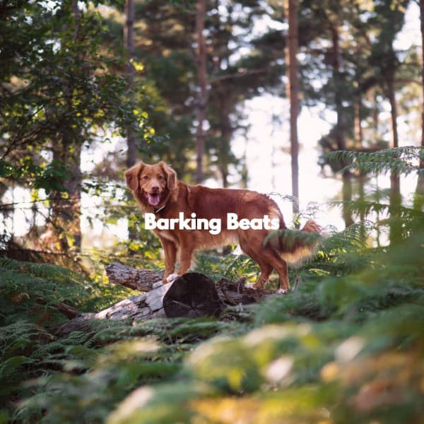 Barking Beats - Smooth Jazz Bar Lounge Session