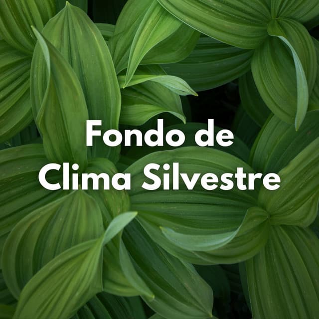 Fondo De Clima Silvestre - Sonidos del clima
