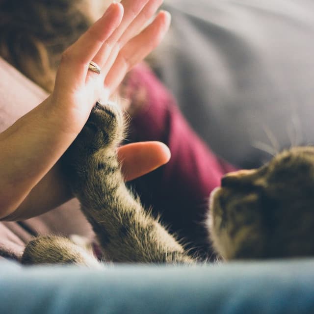 Lofi Cat Cuddles: Music for Peaceful Moments with Your Kitty - ChillHop Cafe