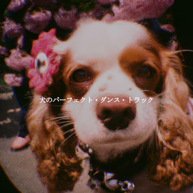 犬のパーフェクト・ダンス・トラック - Study Playlist