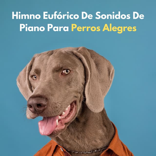 Himno Eufórico De Sonidos De Piano Para Perros Alegres - Piano de jazz relajante