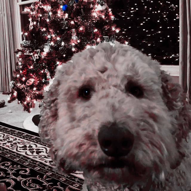 Music for Calm Doggo - Jazz Quintet - Dog Sleeping Soundtracks Deluxe