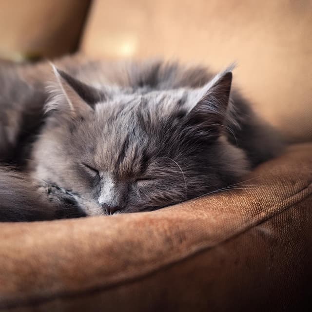 Relajación del gato