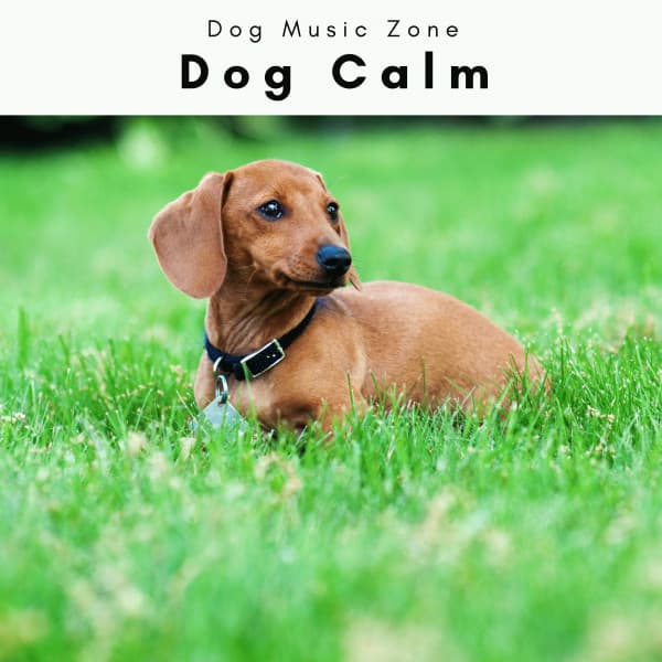 1 Dog Calm Vol. 2 - Dog Music Zone