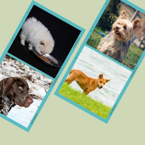 Music for Sleepy Puppies - Dog Jazz Sounds