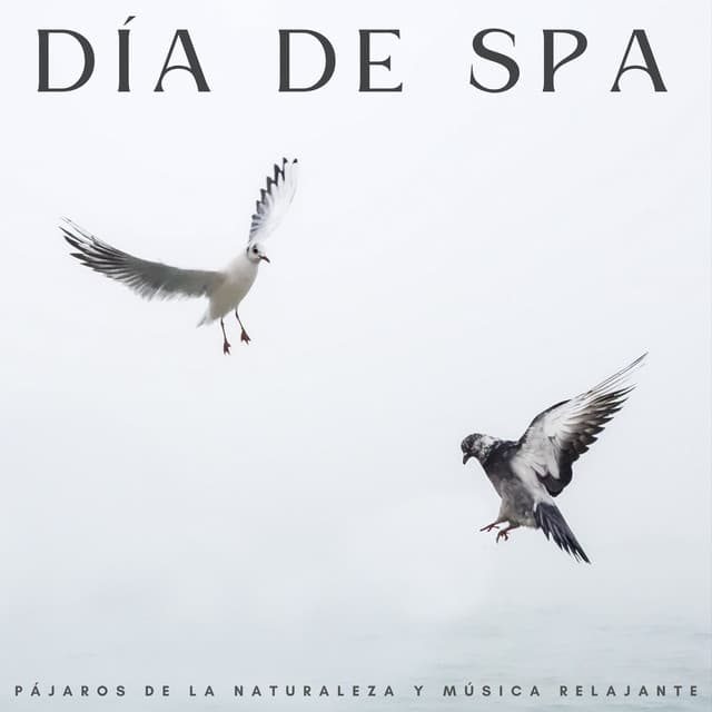 Día De Spa: Pájaros De La Naturaleza Y Música Relajante - Sol y Lluvia
