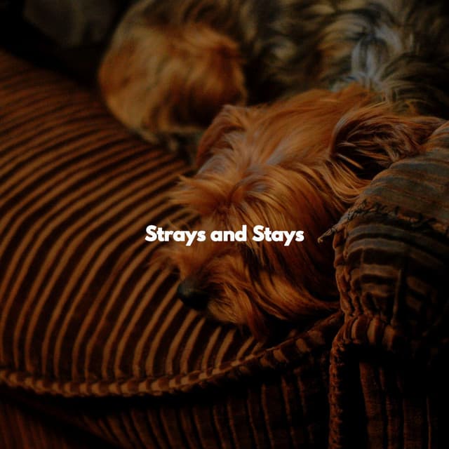 Strays and Stays - Smooth Morning Jazz
