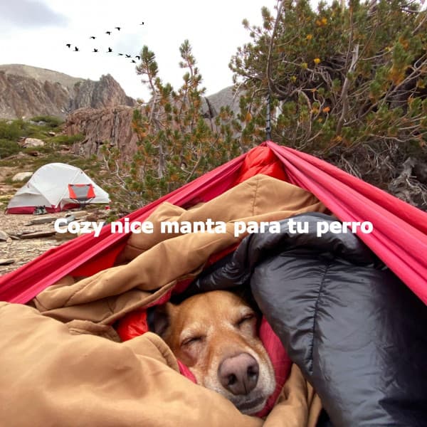 Cozy nice manta para tu perro - Essential Dinner Party Background Music