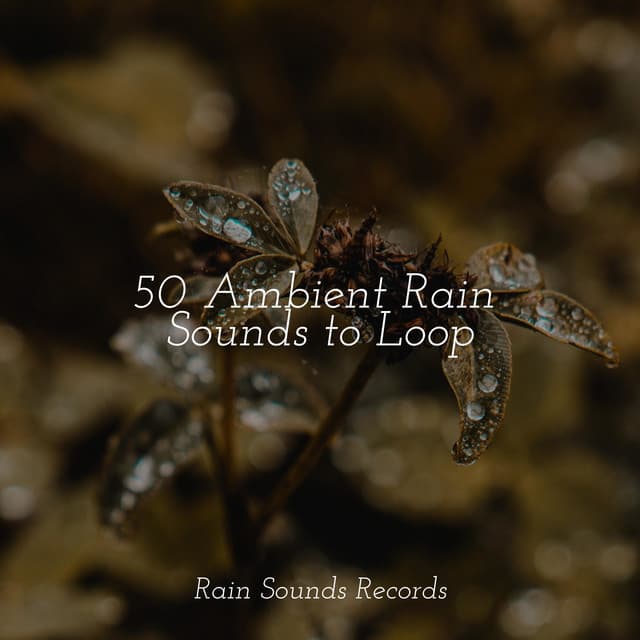 50 Ambient Rain Sounds to Loop - Relaxing Rain Sounds
