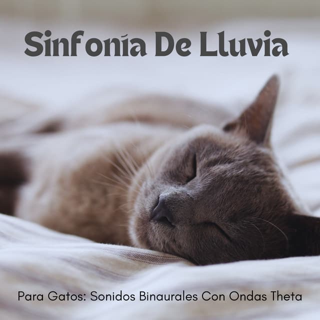 Sinfonía De Lluvia Para Gatos: Sonidos Binaurales Con Ondas Theta - Chico binaural