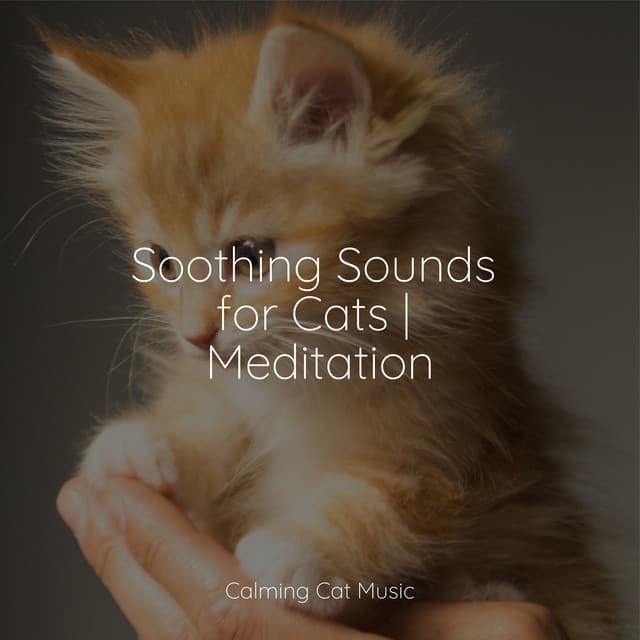 Soothing Sounds for Cats | Meditation - Music for Resting Cats