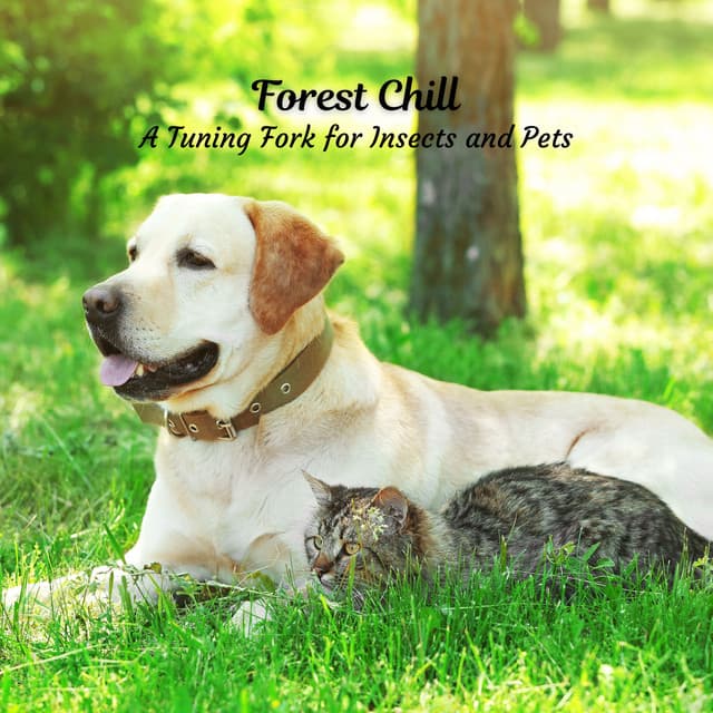 Forest Chill: A Tuning Fork for Insects and Pets - Nature Sounds Paradise