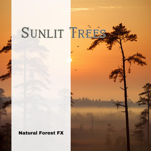 Sunlit Trees - Natural Forest FX