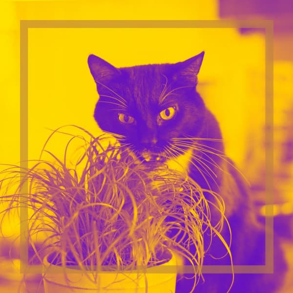 Backdrop for Cute Kitten - Inspiring Trumpet and Alto Sax - Cat Relax