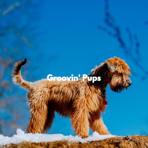 Groovin' Pups - Rainy Day Music Classics