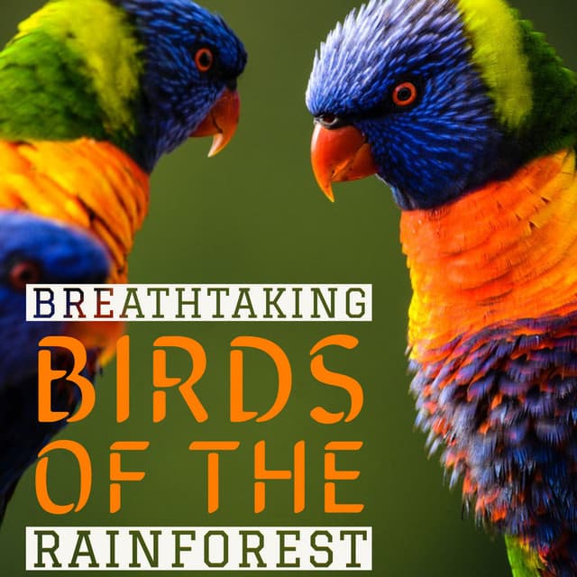 Breathtaking Birds Of The Rainforest - Nature Sounds for Relaxation - Natural Sound Makers