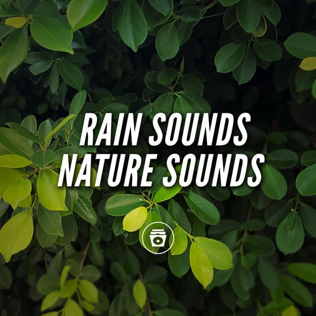 Rain Sounds Nature Sounds - Rainforest Sounds