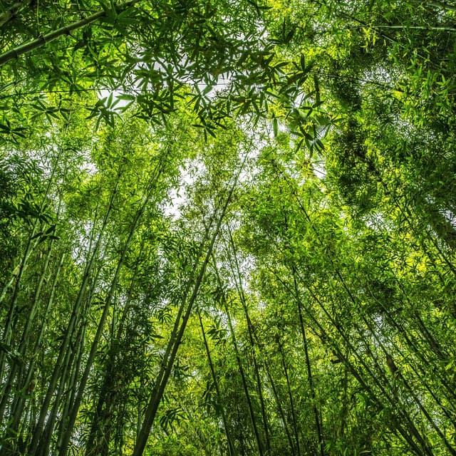 Swaying Trees: Echoes of Nature's Serene Ballet - Tibetan Bowls