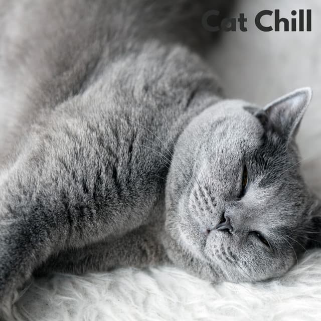 Cat Chill - RW Muziek voor kattenoren