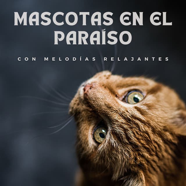Música de mascotas relajante