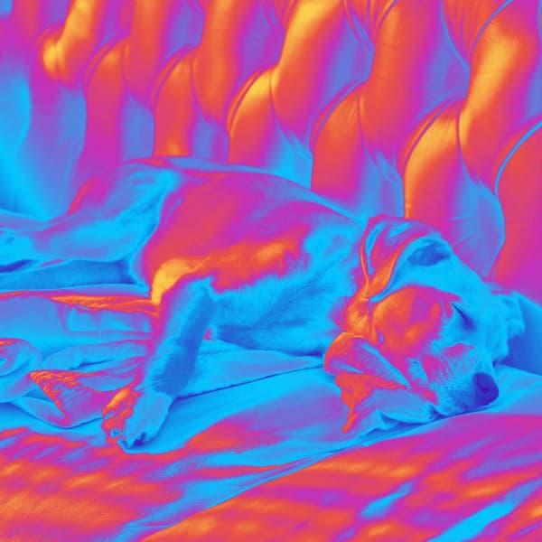 Heavenly Bgm for Morning Dog Time - Calming Dog Jazz Classics