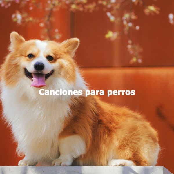 Canciones para perros - Music for Cooking