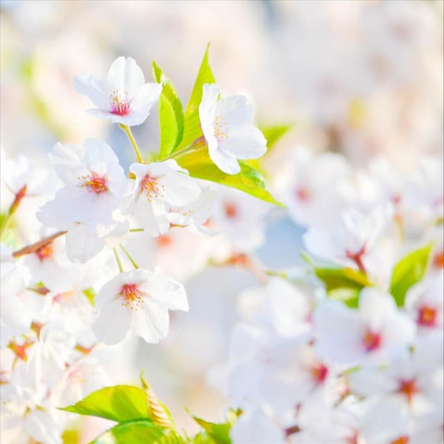 Bloom - Heine Hansen