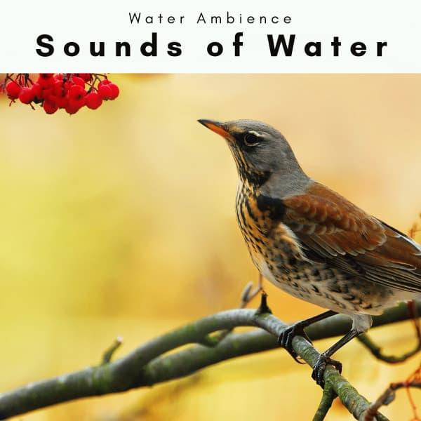 2 0 2 2 Sounds of Water - Water Ambience