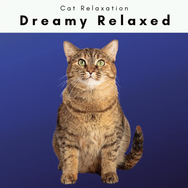 4 Cats: Dreamy Relaxed - Cat Relaxation