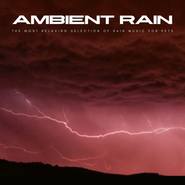 Ambient Rain: The Most Relaxing Selection Of Rain Music For Pets - Dogs at Home