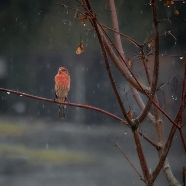 Soulful Storms: Heavy Rain and Bird Melodies for Meditation - Rain Sounds for Relaxation