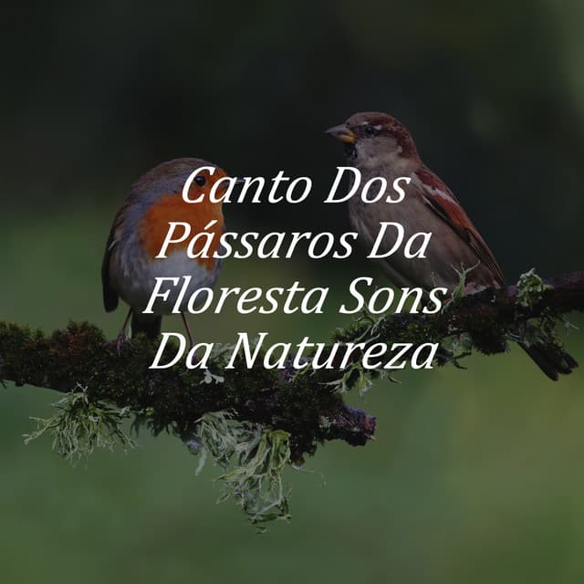 Canto Dos Pássaros Da Floresta Sons Da Natureza - Sons Relaxantes De Pássaros Para Dormir e Acalmar Pássaros Cantando ambiente - Academia de Música para Massagem Relaxamento