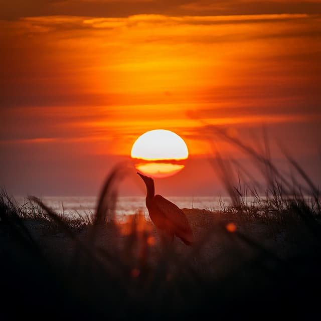 Relaxing Spa Music Zone