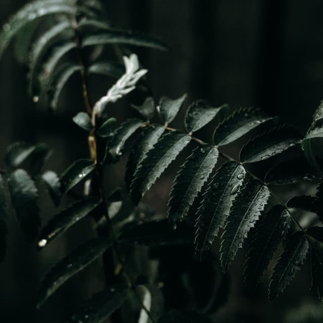 50 Sounds for Spa & Serenity - Relaxing Nature Sounds Collection