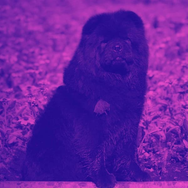 Bgm for Sleeping Hound Time - Calma Música para Perros