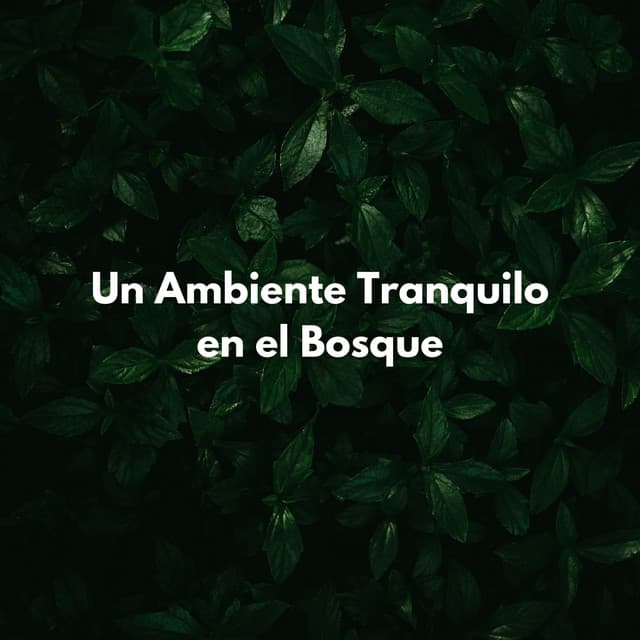 Un Ambiente Tranquilo En El Bosque - Tesoros del bosque