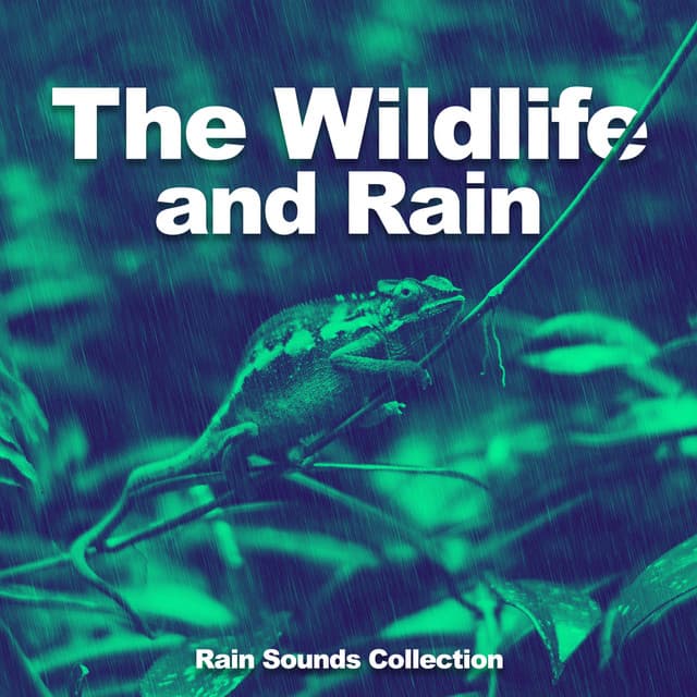 The Wildlife and Rain - Rain Sounds Collection