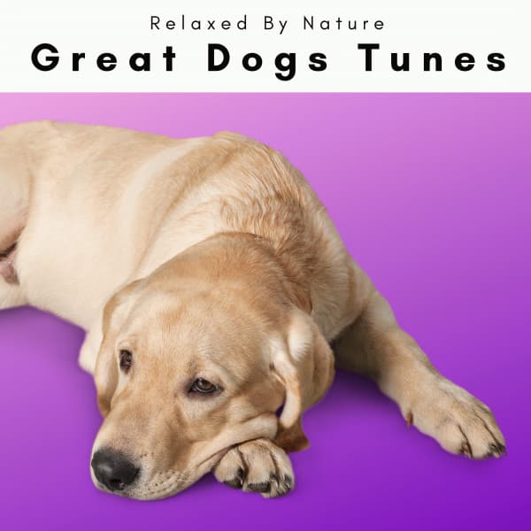 Great Dogs Tunes - Dogs Music Therapy