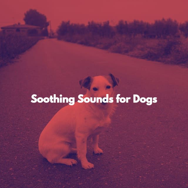 Soothing Sounds for Dogs - Easy Jazz Listening