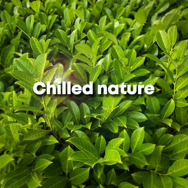 Chilled Nature - Forest Sounds